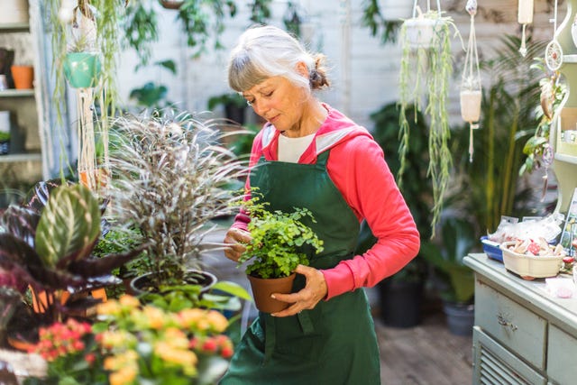 senior-woman-working-in-a-garden-shop-royalty-free-image-1586201197.jpg?crop=0.669xw:1.00xh0.166xw,0&resize=640:*