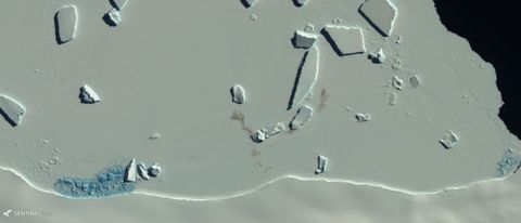 Les Taches Sur La Glace Sur Cette Image Satellite Montrent L'Existence D'Une Colonie De Manchots Empereurs
