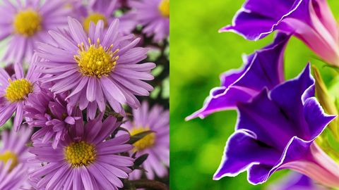 what are the two birth flowers for november