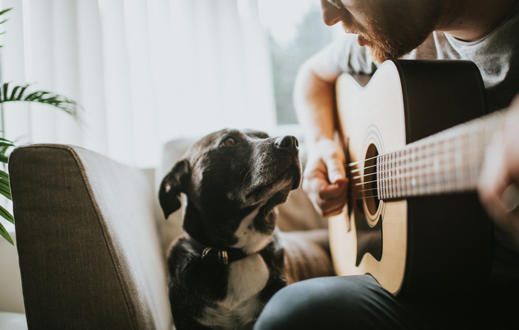 spotify dog music
