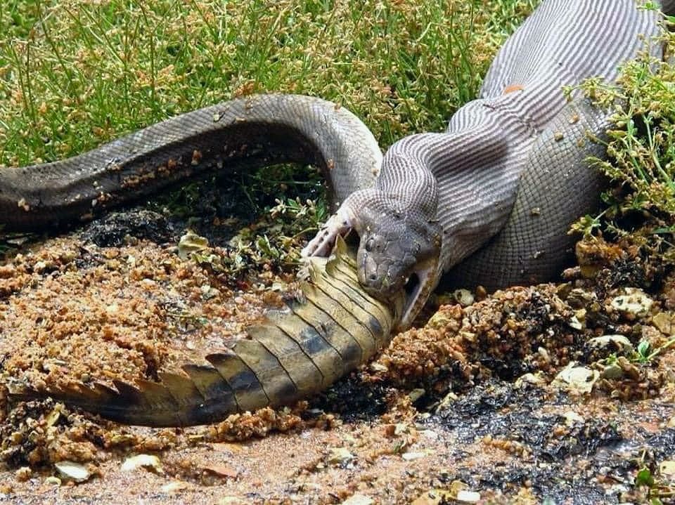 Actualizar 93+ imagen serpiente comiendo cocodrilo