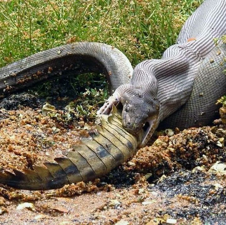 Puede una serpiente engullir a un cocodrilo?