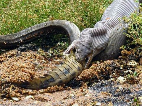 Actualizar 31+ imagen anaconda comiendose a un cocodrilo