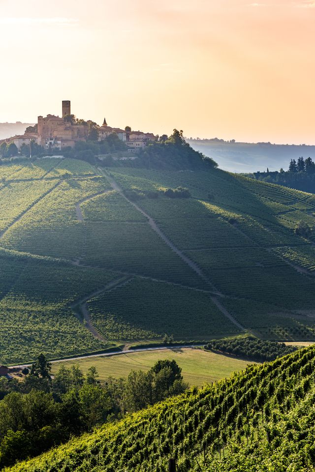 serralunga d'alba, barolo wine region, langhe, piedmont, italy vineyards, castles and green landscape in summer