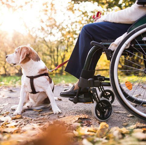 las mejores razas de perro de asistencia para personas con discapacidad física y con problemas de movilidad
