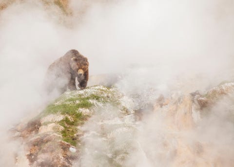 Seven Worlds, One Planet - Brown bear seeking out fresh grass in the Valley of the Geysers, Kamchatka, Russia Seven Worlds, One Planet - Brown bear seeking out fresh grass in the Valley of the Geysers, Kamchatka, Russia