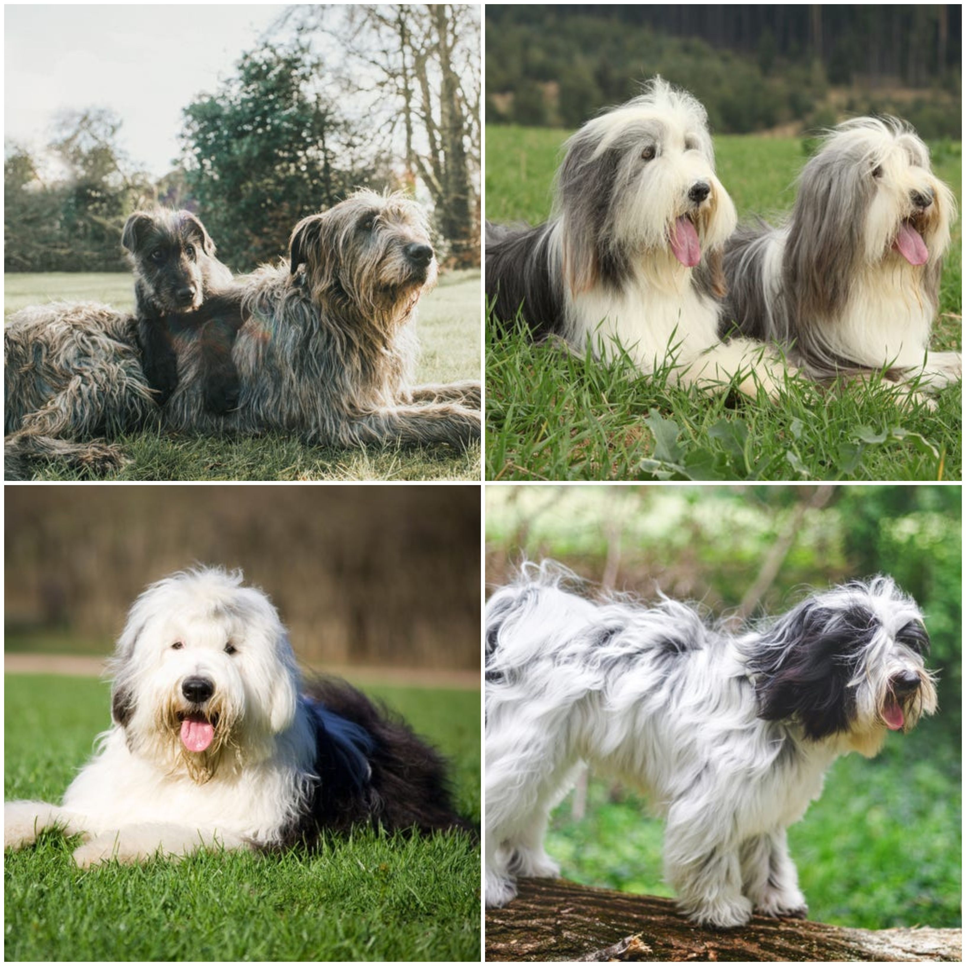Shaggy Haired Dog Breeds