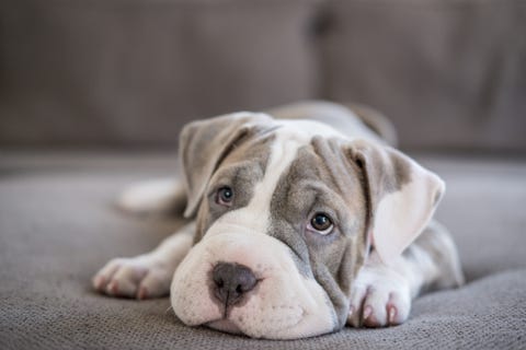 cachorro pitbull de shar pei acostado en el sofá