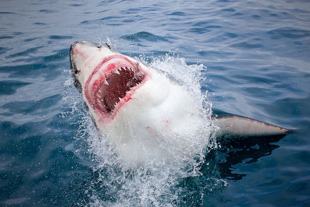 shark week 2019  shark week premiere date schedule