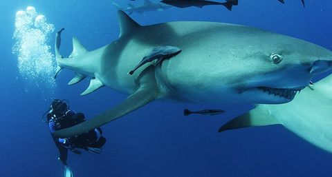 sharkwater extinction documental amazon
