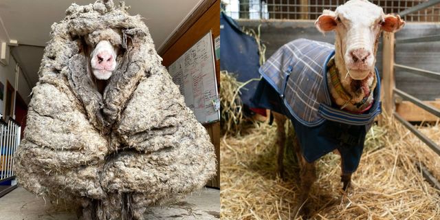毛の量は35kg以上 オーストラリアで保護された羊が話題に