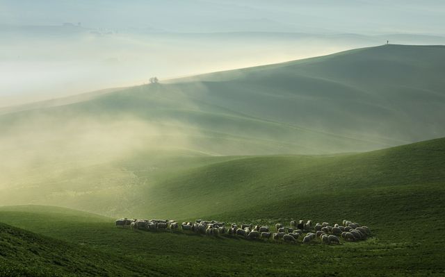 sheep grazing in foggy rolling tuscany landscape at dawn