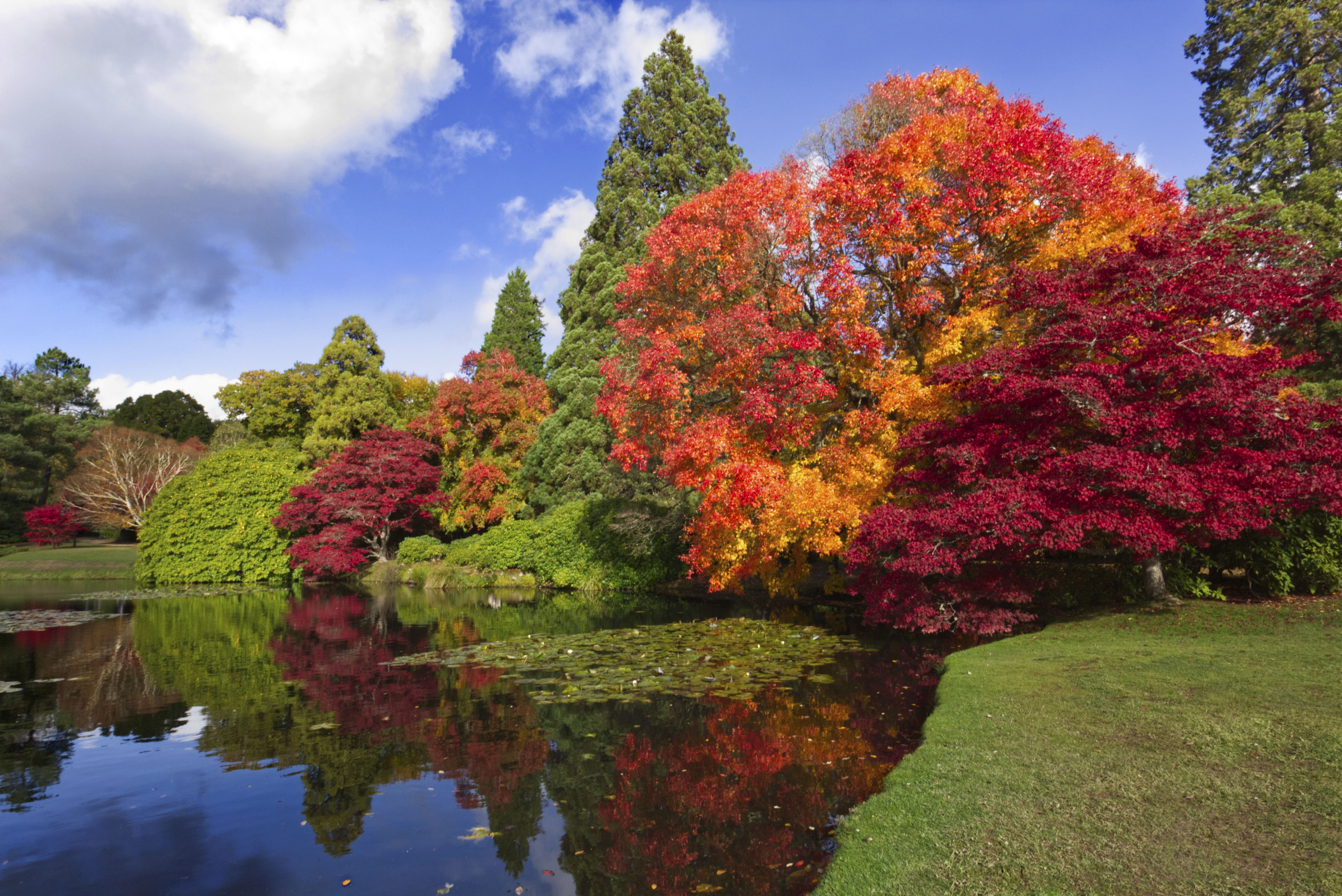 Extreme weather affecting autumn leaves spectacular, warns National Trust