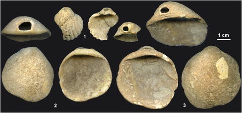 Artifact, Stone tool, Fossil, Echinoderm, 