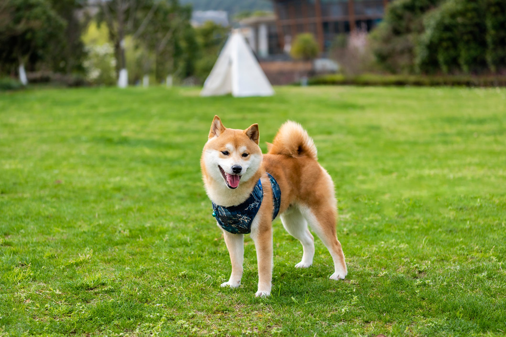 are shiba inus good with small dogs