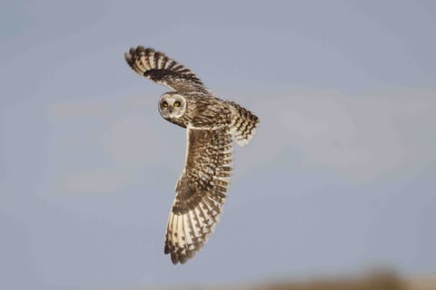 Wildlife Returns To Marsden Moor in North Yorkshire After Fire