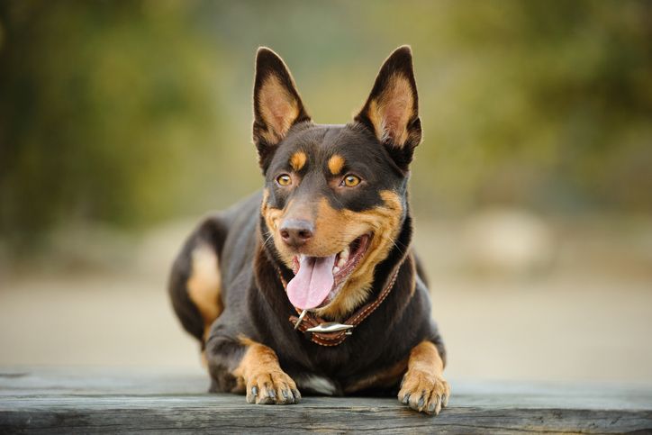 15 Short-Haired Dogs — Dogs Breeds With Short Hair