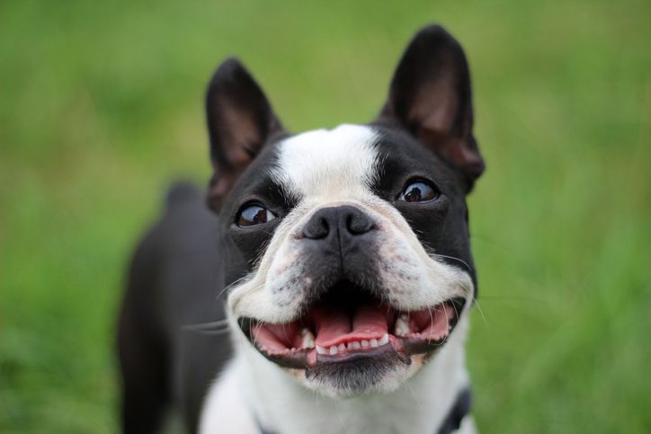 15 easiest dog breeds to look after