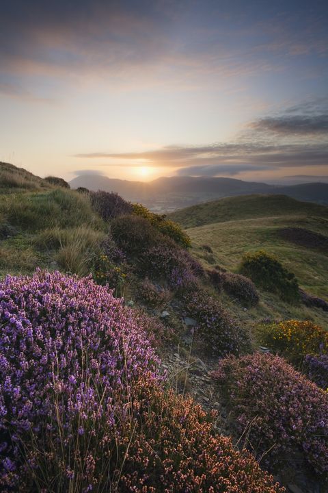 sunrise on the long mynd shropshire england uk