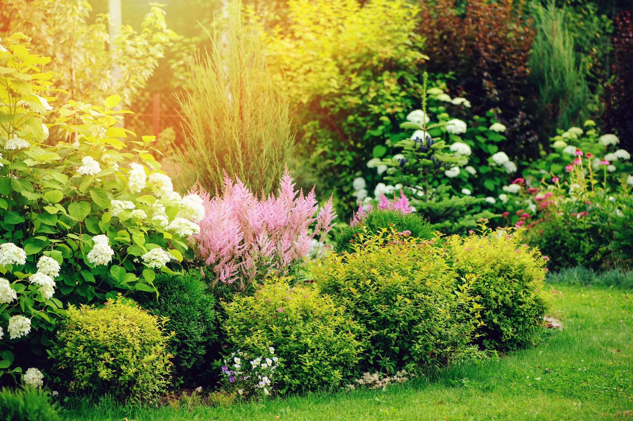 Evergreen And Flowering Shrubs, Landscaping Flowers And Shrubs