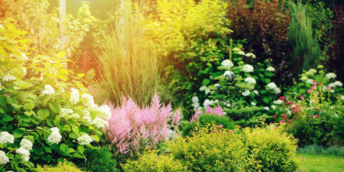 15 Best Small Shrubs for Gardens - Evergreen and Flowering Shrubs