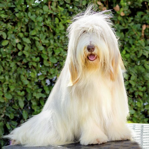 Long haired dog Long haired dog