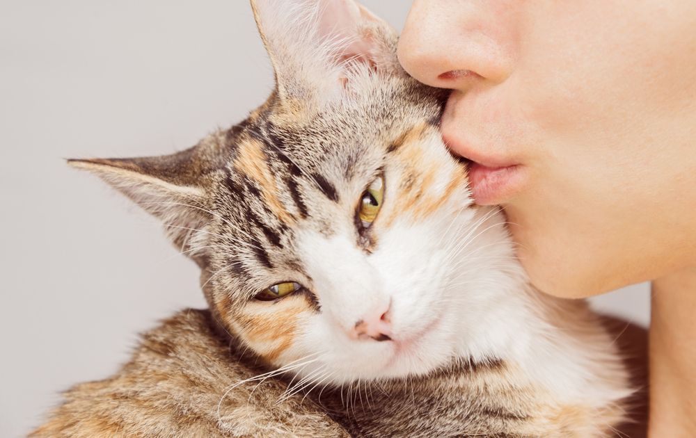 7 redenen katten best vieze dieren