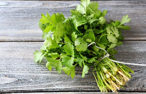 cilantro