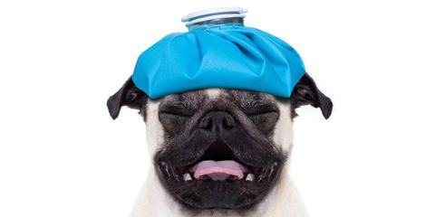 Dog with ice pack on head