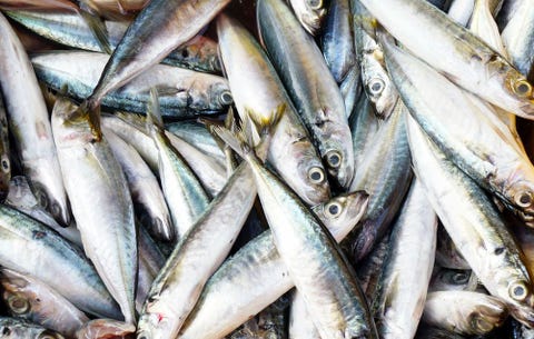 Sardines Sardines