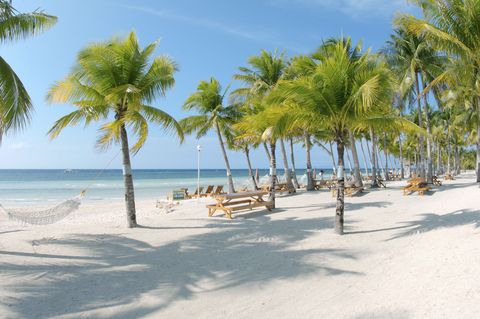 Tree, Tropics, Beach, Palm tree, Caribbean, Vacation, Shore, Arecales, Sky, Sea, 