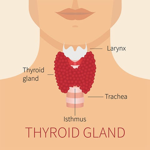 thyroid thyroid