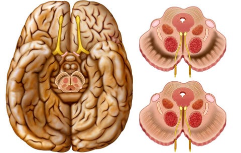 Dopamine producing cells in brain Dopamine producing cells in brain