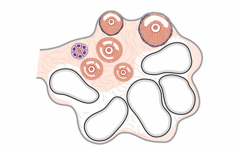 7 Things You Should Know About Twisted Ovaries | Prevention