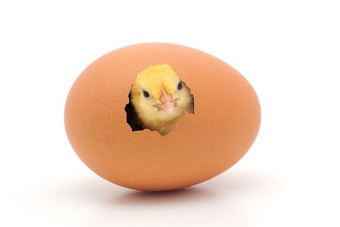 licentie zwart Onbelangrijk Wat kwam eerst: de kip of het ei?