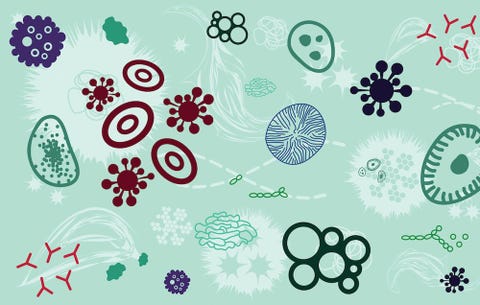 gut bacteria gut bacteria