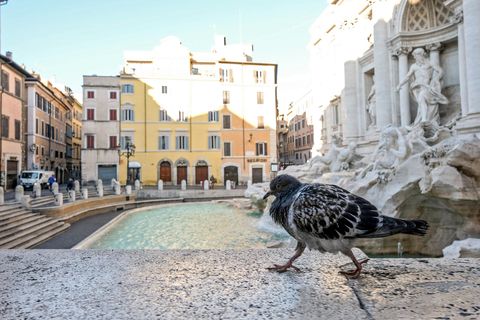 Pigeons and doves, Bird, Human settlement, Architecture, Town, Water, City, Town square, Tourism, Tree, 