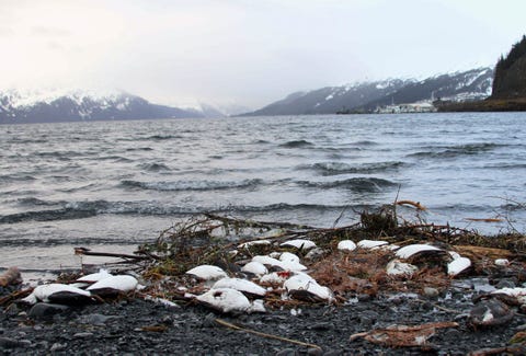 Alaska Bird Deaths, Whittier, USA