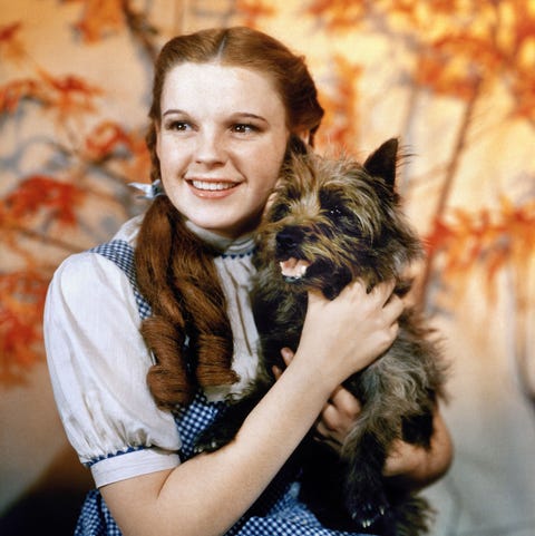 9 Of The Most Famous Dogs In Films Of All Time 9 Of The Most Famous Dogs In Films Of All Time