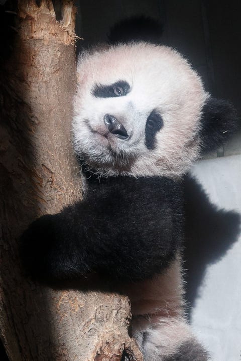 Baby Panda Xiang Xiang Just Made Her First Public Debut and the ...