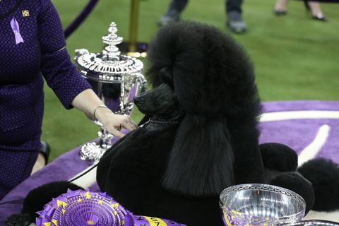 OTHER: FEB 11 Westminster Dog Show