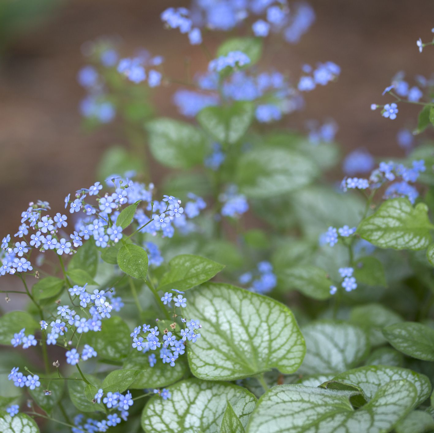 20 Types of Tiny Flowers to Fill Your Garden This Year