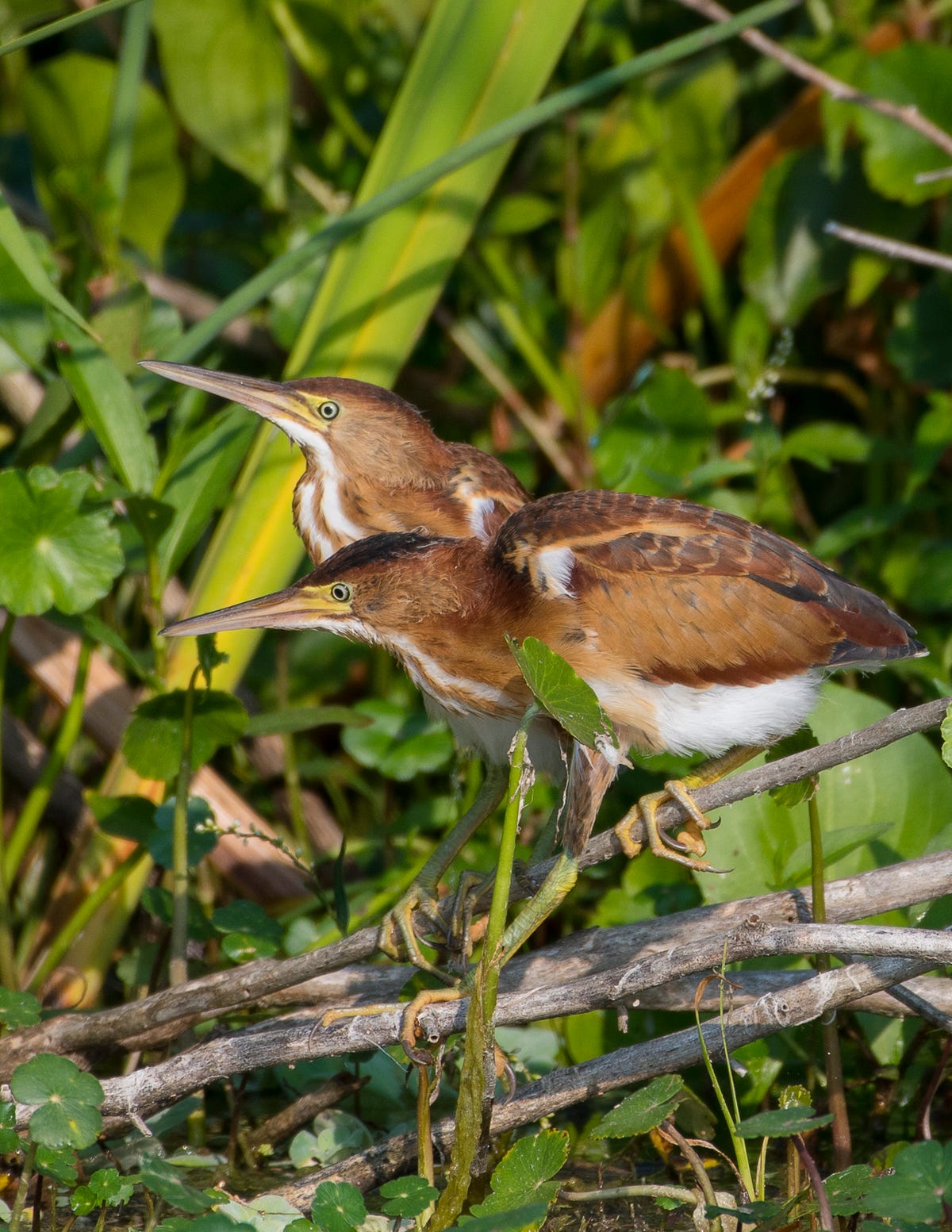 britain-s-loudest-bird-the-bittern-saved-from-extinction