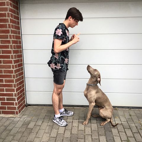 dog commands - Side View Of Young Man Training His Dog By Wall