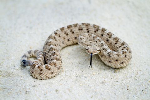 Sidewinder Rattlesnake with Forked Tongue