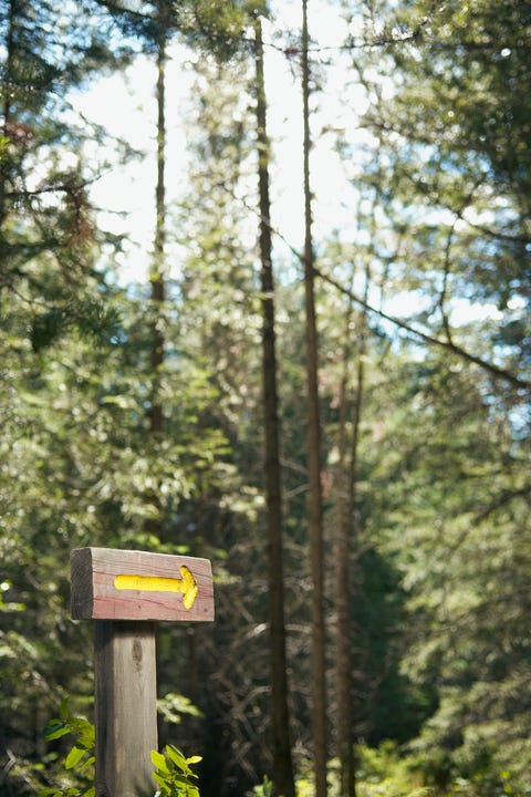 Sign pointing the way in woods Sign pointing the way in woods