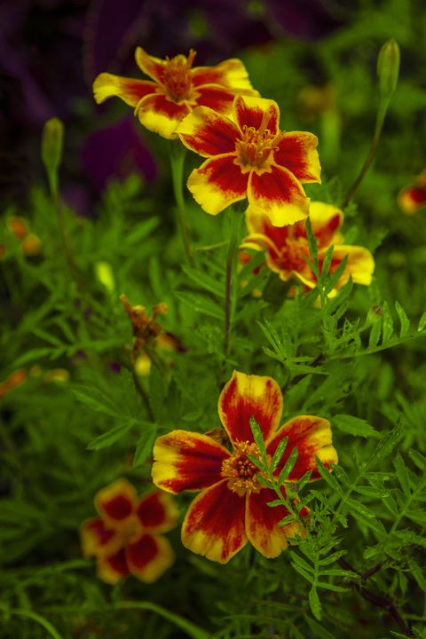 Signet Marigold flowers, tagetes tenuifolia flowers