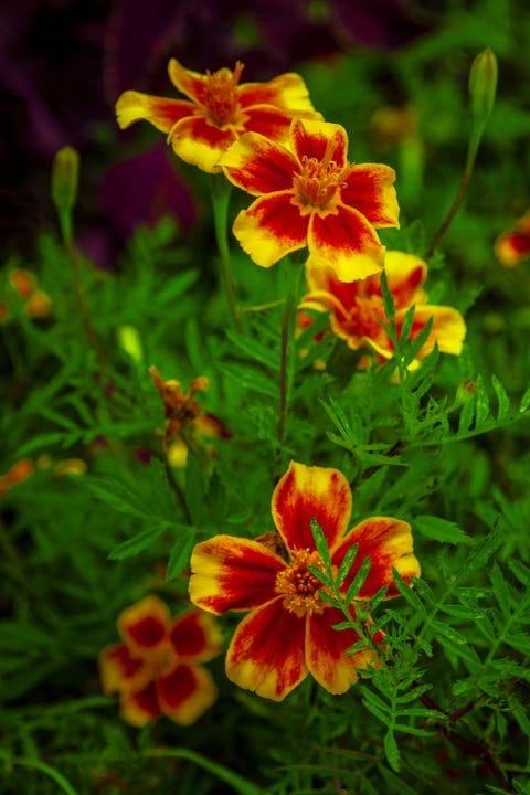 Signet Marigold flowers, tagetes tenuifolia flowers