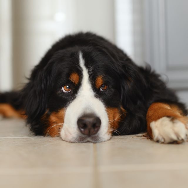 7 subtle signs your dog is in pain