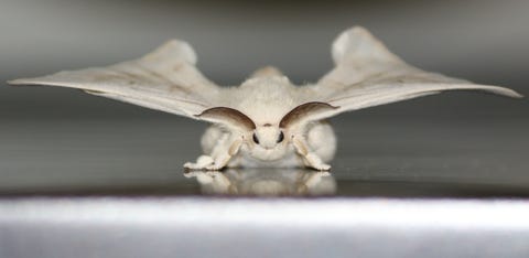 A silkworm butterfly.